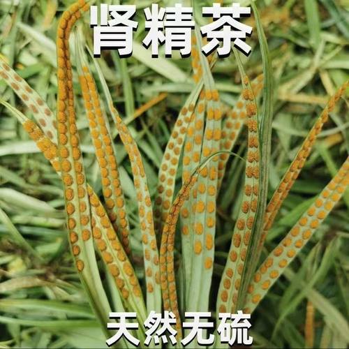 长白山肾精草500g肾精茶化石草黄金草嗷嗷叫非野生东北吉林肾经草