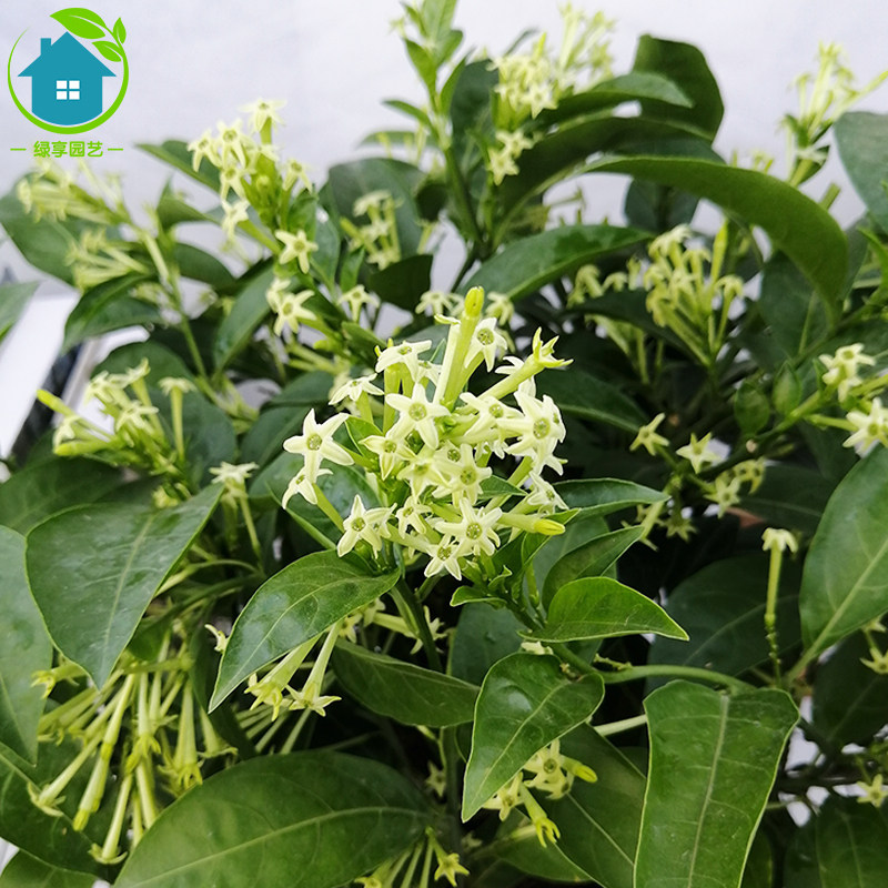 k夜来香季栽四苗夜丁香树盆开花香浓花卉阳台庭t院室外耐热木本植