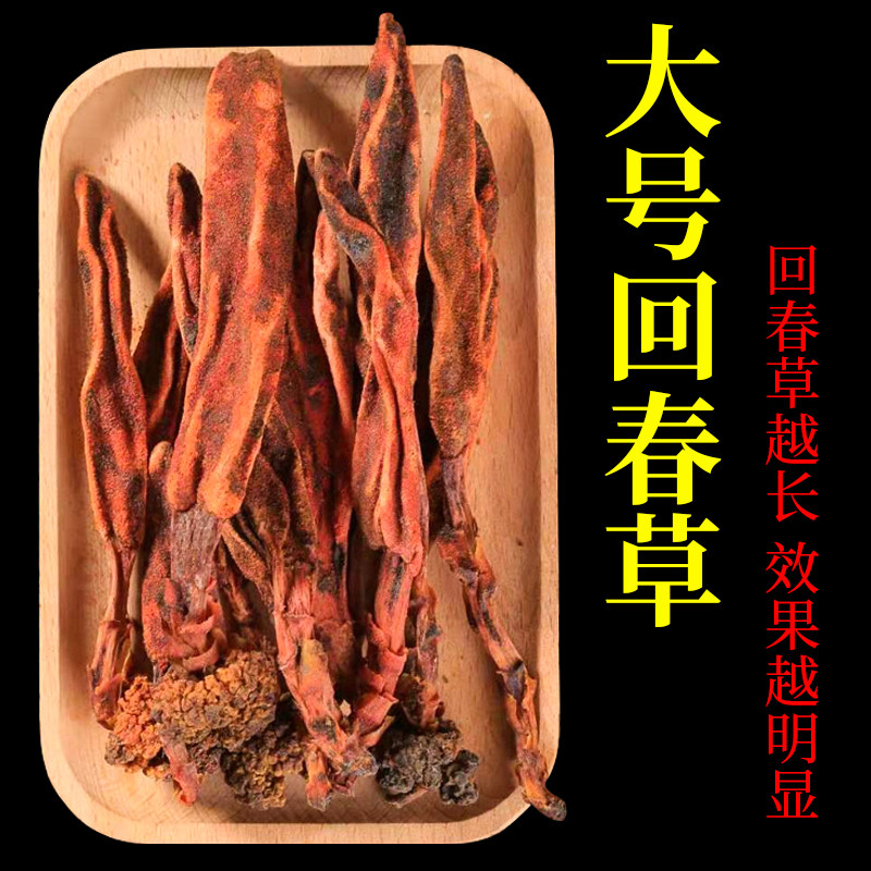 正宗野生云南回春草500克新货顶天柱不老草滋补功效男士泡茶泡酒