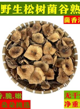 干松树菌松乳菇乌枞菌干枞菌四川枞树菌谷熟菌铜绿菌三九菌野生菌