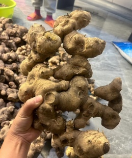 【深山黄精】四川新鲜老虎姜鲜货黄精鸡头参大黄姜精品大黄精批发