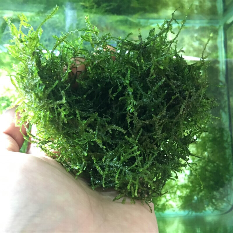 真水草散装粘青龙石造景沉木莫斯水i缸造景大三角松茸垂泪鹿1