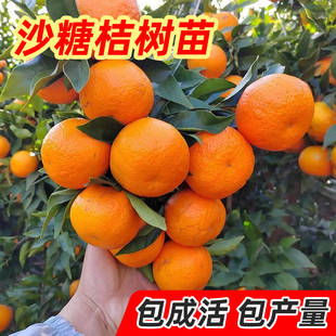 沙糖桔子树苗正宗广西砂糖橘树苗南方北方种植橙子无籽橘子树果苗