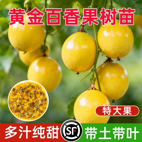 黄金百香果树果苗广西嫁接爬藤9号百香果苗全国四季种植不断结果