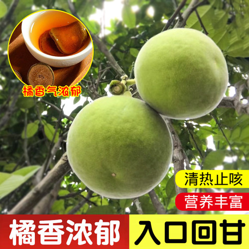 化州橘红树苗药用树苗包成活
