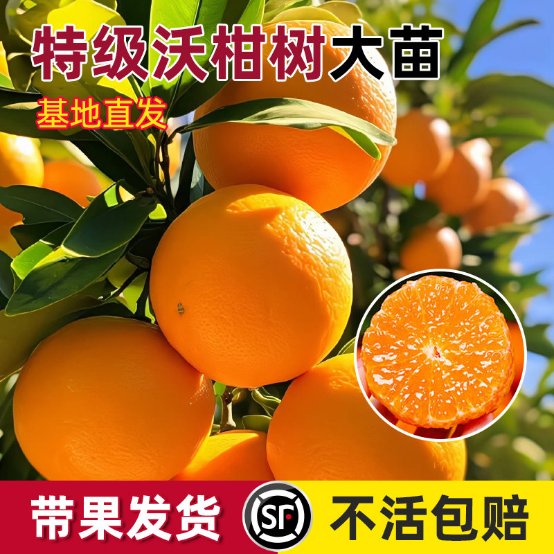 正宗广西武鸣沃柑树苗嫁接无籽柑橘苗桔子苗橘子果树苗盆地栽带土
