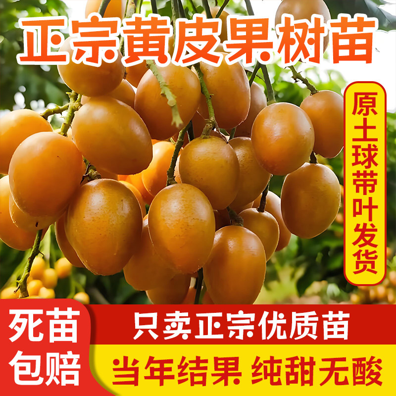 黄皮果树果苗嫁接鸡心无核贵妃黄皮树苗带土带叶阳台盆栽庭院种植