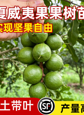 正宗夏威夷果苗坚果树苗广西澳洲坚果苗南方种植带土带叶当年结果
