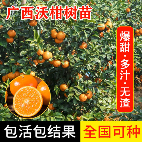 沃柑树苗果大高产包成活