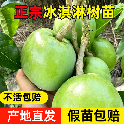 冰淇淋果苗嫁接麦迪尔白柿苗状元红金四季树苗带土当年结果南方种