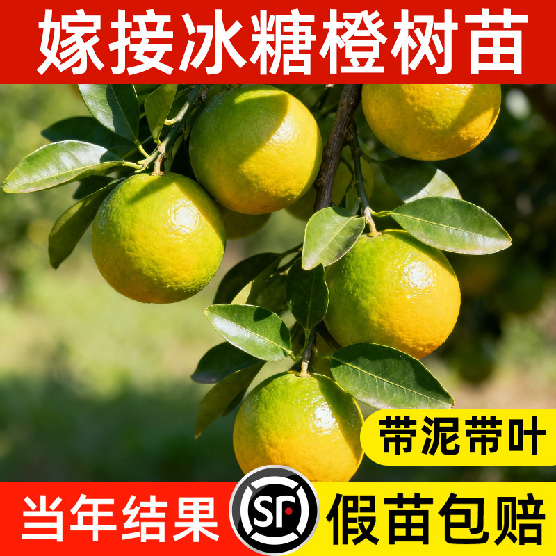 正宗嫁接冰糖橙子树苗冰糖柑苗盆栽地栽南北方种植果树苗当年结果图片