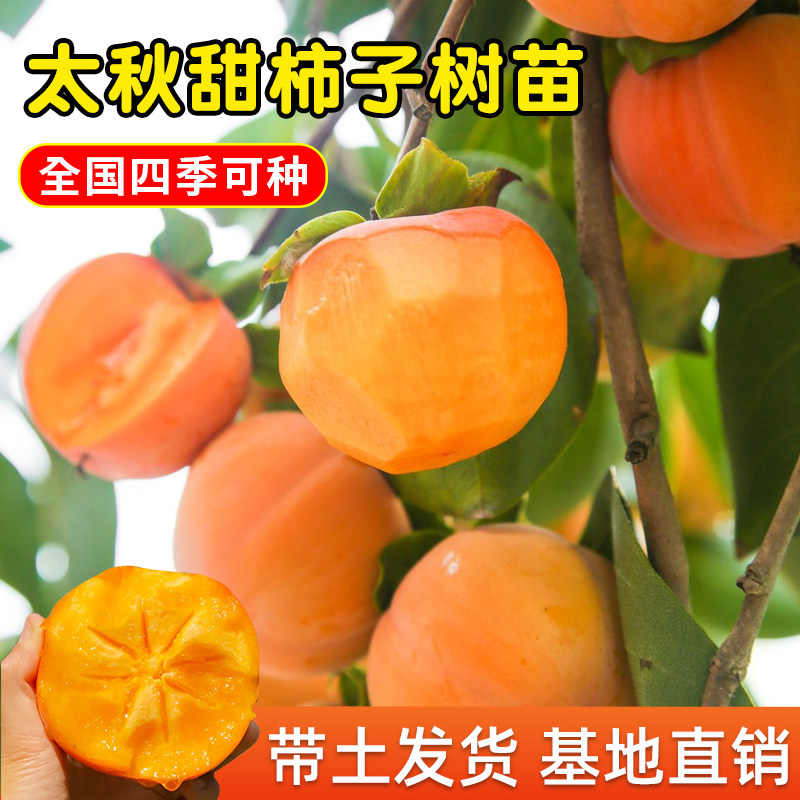 太秋甜柿嫁接果树苗木新品种果苗当年结果庭院地栽盆栽四川柿子苗