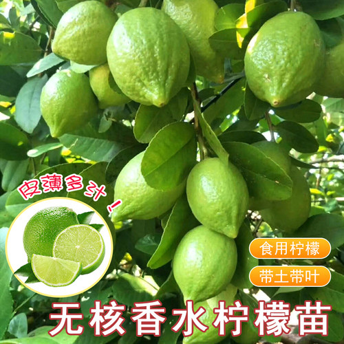 香水柠檬树苗盆栽庭院种植包成活