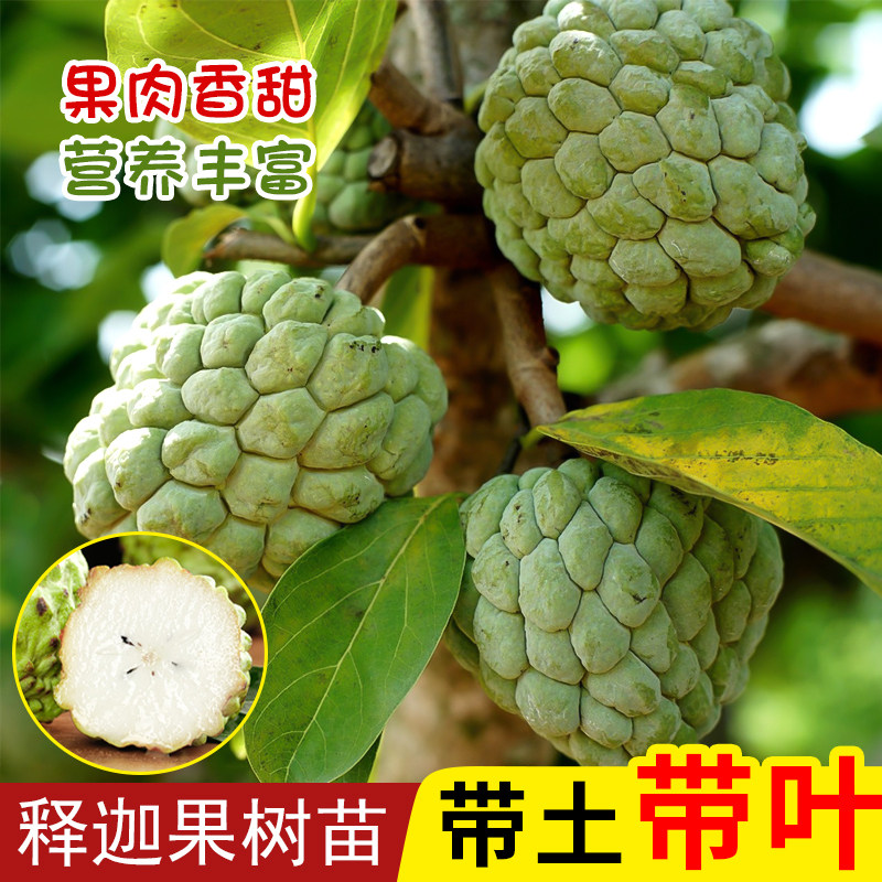 释迦树苗凤梨释迦树苗包成活