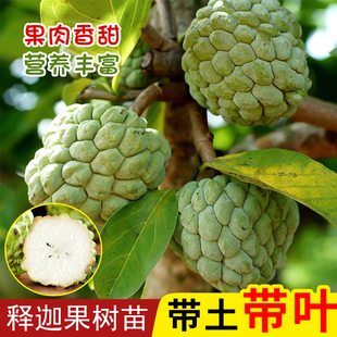 正宗释迦果苗嫁接台湾凤梨释迦牛奶释迦嫁接泰国大目释迦庭院盆栽