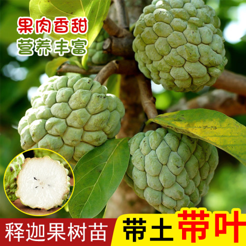 释迦树苗凤梨释迦树苗包成活