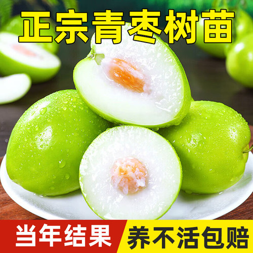 台湾大青枣树苗活苗蜜丝枣牛奶枣树南北方种植盆栽地栽甜脆果树苗