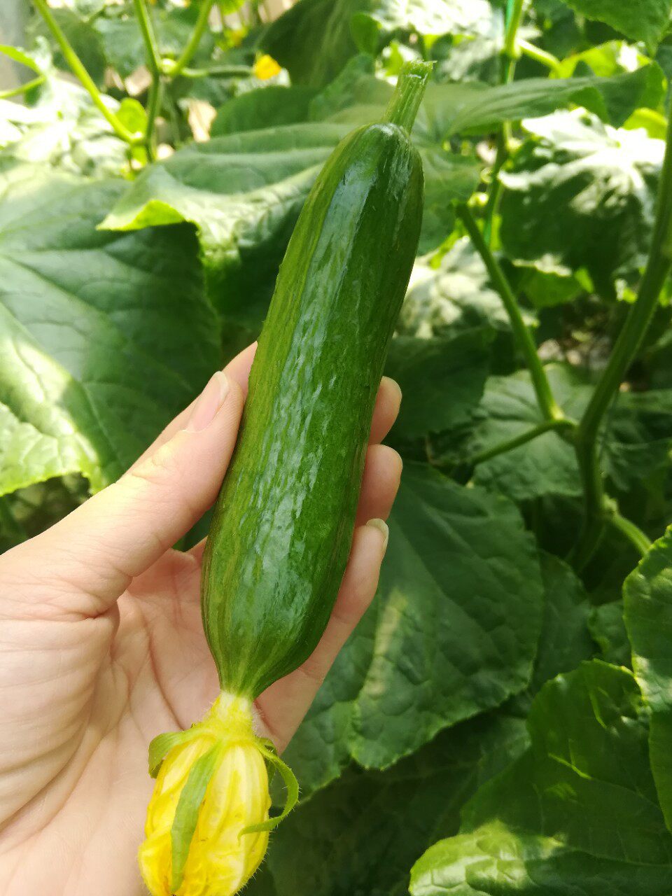 小黄瓜现摘新鲜当季小黄瓜生吃小黄瓜水果小黄瓜荷兰小青瓜3斤装