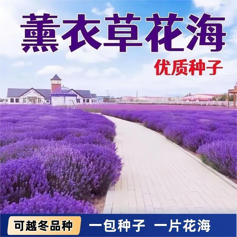 驱蚊狭叶普罗旺斯花种四季种庭院薰衣草种子香草阳台花籽盆栽种孑