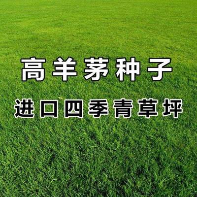 蓝标高羊茅草籽进口耐践踏庭院不修剪护坡绿化草皮四季青草坪种子