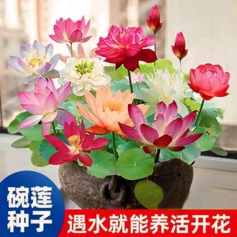 四季播种碗莲种子已开口水培植物睡莲荷花种子盆栽绿植花卉室内