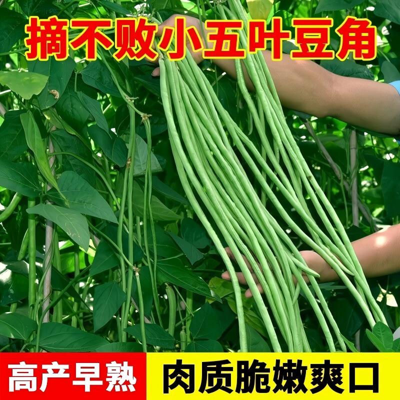 五干枝少长角豆子叶角果小多压塌架长梅豆种叶子特种豇特豆秋春种