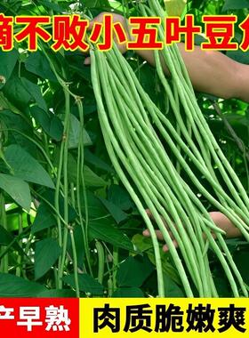 五干枝少长角豆子叶角果小多压塌架长梅豆种叶子特种豇特豆秋春种