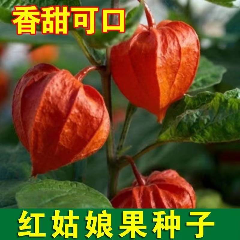 红菇娘果种子东北黄姑娘红姑娘种籽灯笼果阳台庭院水果型观果种子