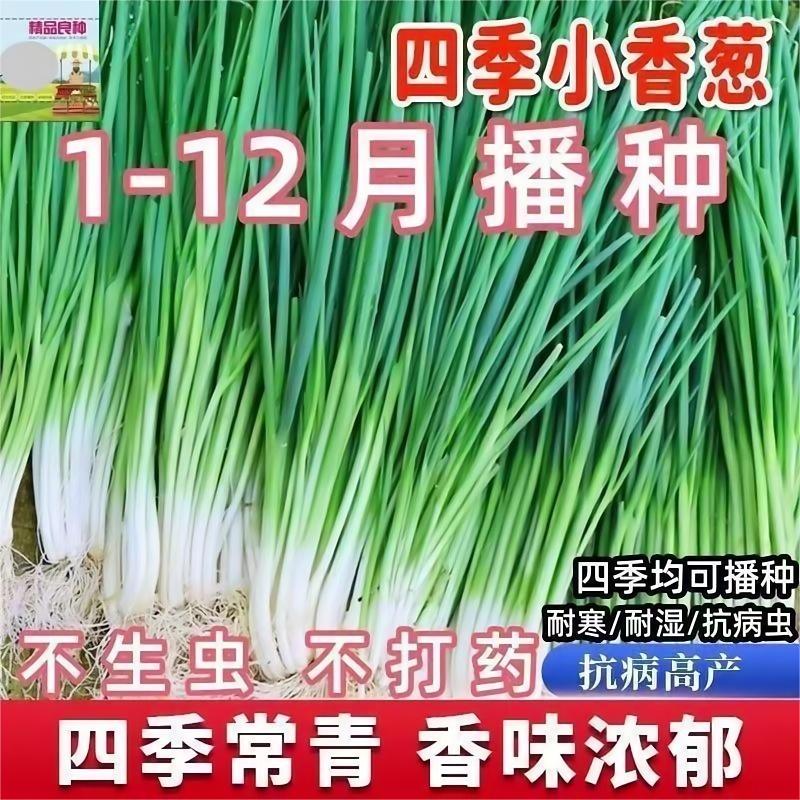 四季小香葱种子红葱种籽盆栽葱头种苗阳台庭院种植火分葱蔬菜种孑
