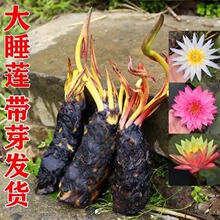 池塘睡莲花鱼缸睡莲根块带花苞四季盆栽水培植物大小睡莲种球花苗