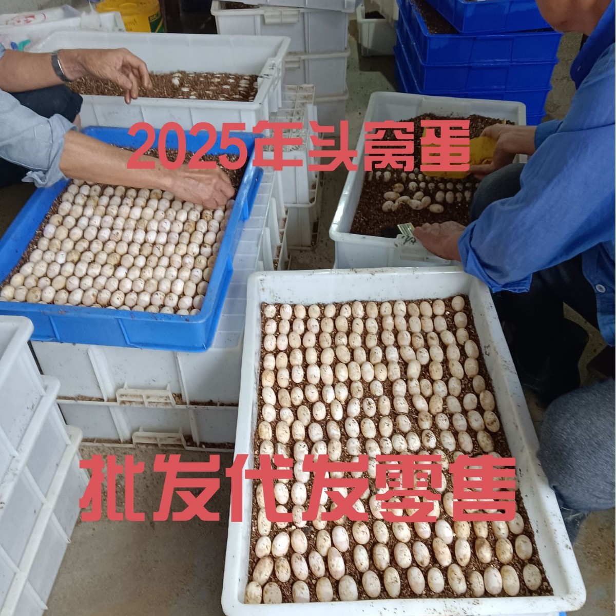 龟蛋受精可孵化草龟蛋鳄龟蛋乌龟蛋巴西龟蛋火焰龟蛋小鳄龟