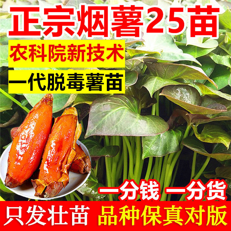 烟台苗场直发烟薯25号番薯苗脱毒
