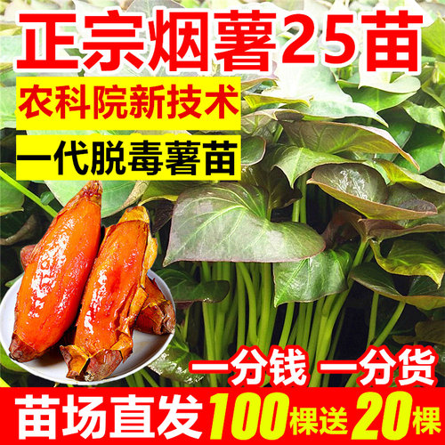 烟台苗场直发烟薯25号番薯苗脱毒