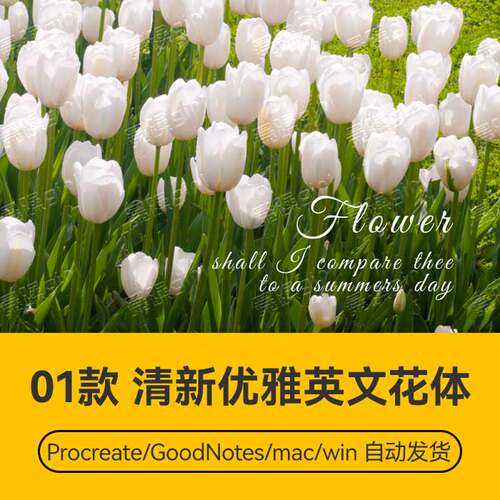 Procreate/Win/GoodNotes/Mac通用  清新优雅英文花体字体安装包