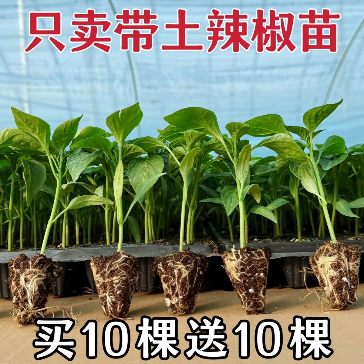 辣椒苗高产带土大苗美人椒苗线椒苗螺丝椒苗二荆条苗朝天椒苗