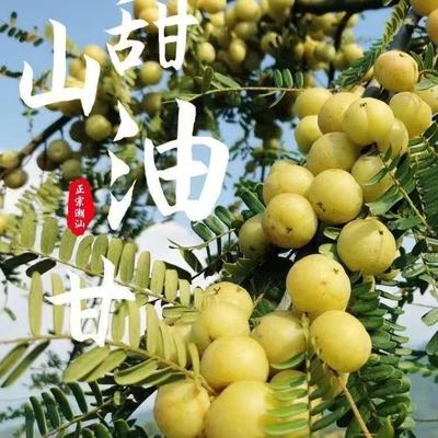 酸涩回甘油甘果油柑余甘果