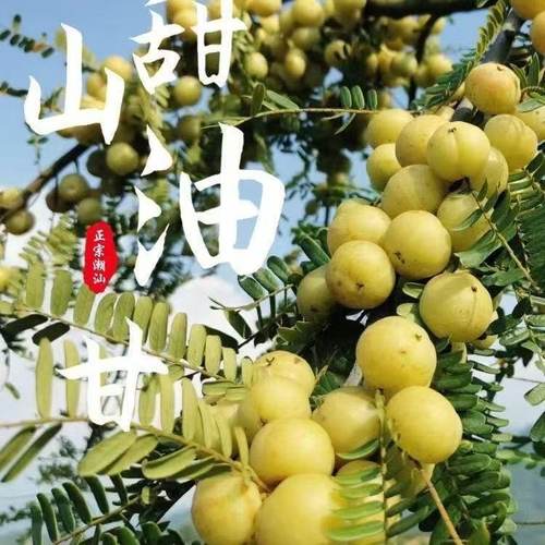 酸涩回甘油甘果油柑余甘果