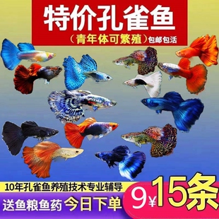 孔雀热带观赏鱼苗淡水冷水小型小鱼好养耐活耐养凤尾玛丽斑马活体