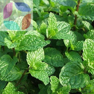 500pcs spearmint mint mentha herb green flower seeds home de