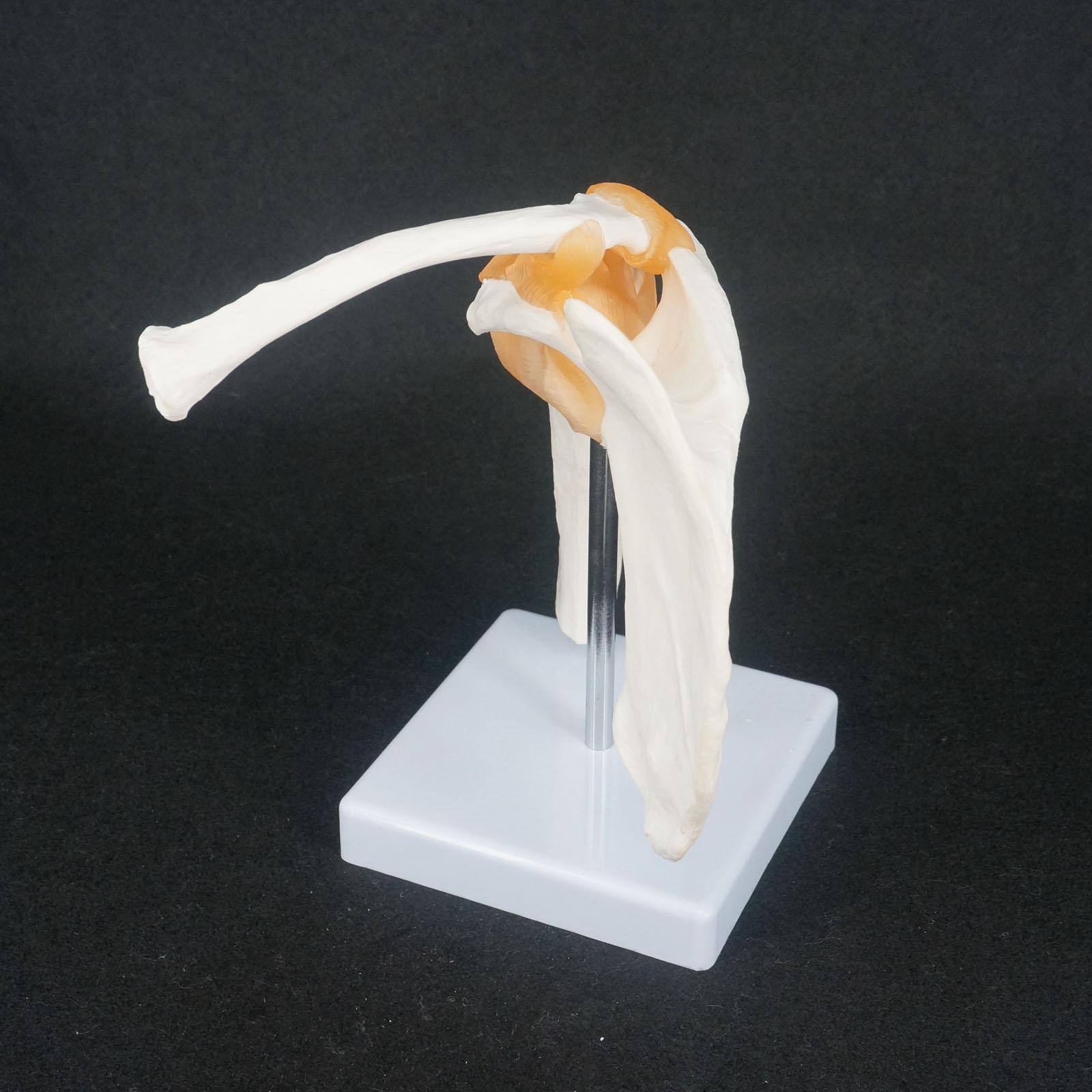 Life Size Shoulder Joint Anatomical Model Skeleton Human Med