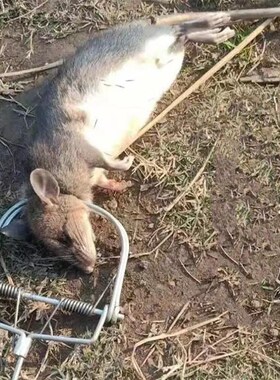 Metal Mouse Trap, Rat Trap with Spring Snap catch,weasel cat