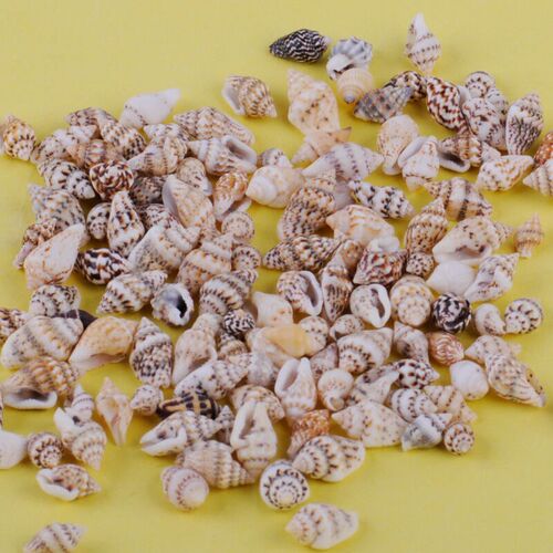 100pcs Small Sea Shells Assorted Natural Seashells Conch Cra
