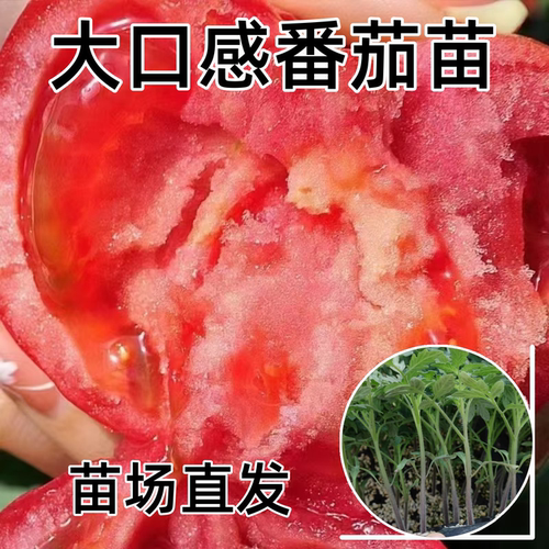 早熟口感番茄苗春夏高产沙瓤菜苗