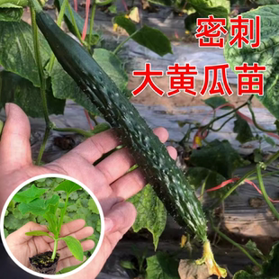 密刺大黄瓜苗种苗四季 迷你高产水果种苗全日照嫁接苗阳台盆栽秋季