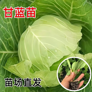 绿甘蓝苗秧苗黄心圆白菜苗早熟大头菜苗秋冬季 耐寒蔬菜种子籽菜苗