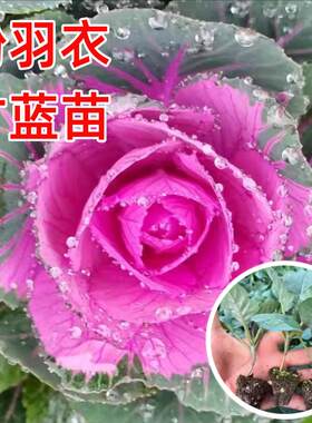 粉羽衣甘蓝苗四季种食用蔬菜南方