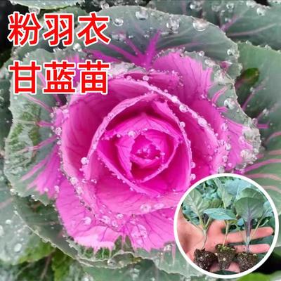 粉羽衣甘蓝苗四季种食用蔬菜南方