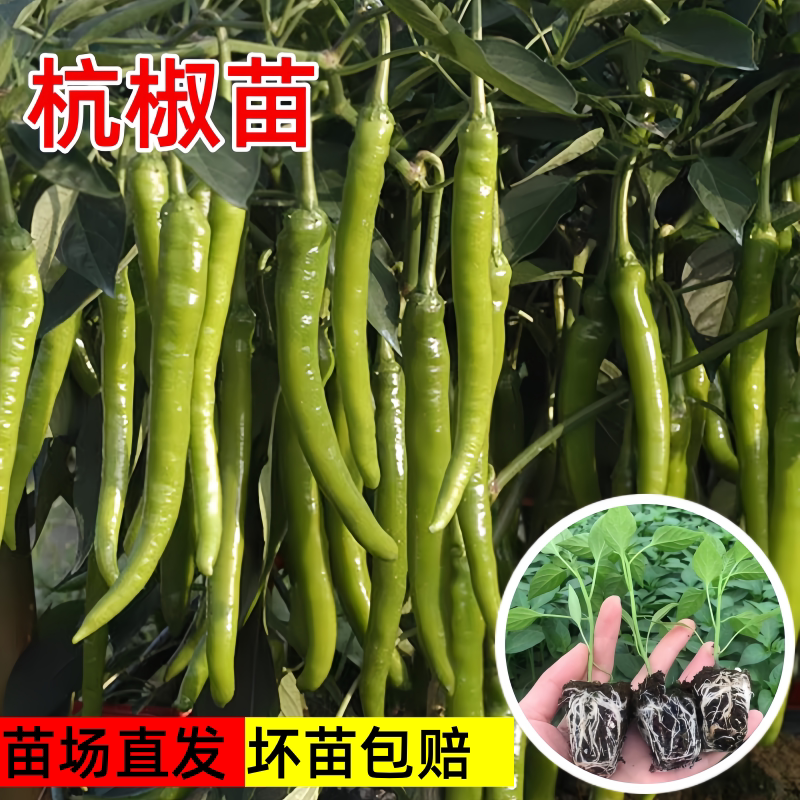 杭椒辣椒苗秧苗春季盆栽蔬菜南方图片