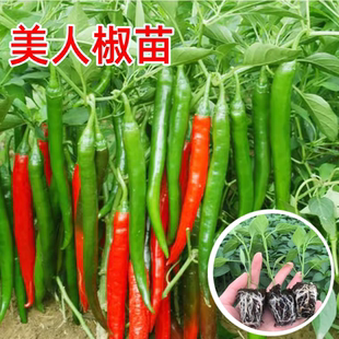 美人椒苗辣椒秧苗红长线椒苗二荆条幼苗春秋四季阳台盆栽蔬菜苗子
