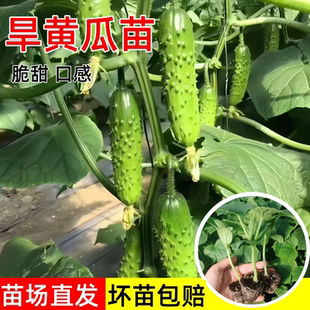 旱黄瓜苗秧苗老品种水果黄瓜种籽苗春秋季 播高产抗病阳台盆栽菜苗